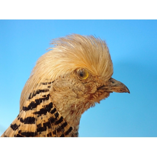 342 - A mounted Golden Pheasant on a wooden stand, 13 in H