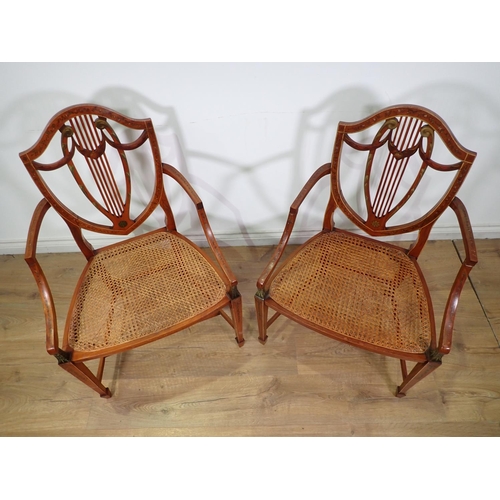 249 - A pair of Sheraton style satinwood painted Elbow Chairs with cane seats 3ft x 2ft 9in