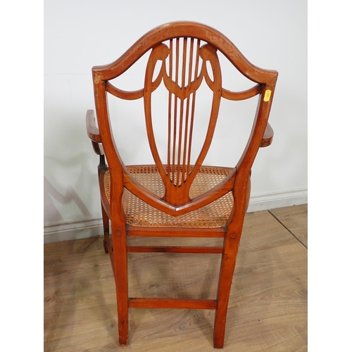 249 - A pair of Sheraton style satinwood painted Elbow Chairs with cane seats 3ft x 2ft 9in