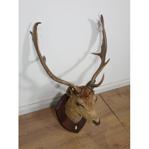 72 - A taxidermy neck mounted Fallow Buck on shield