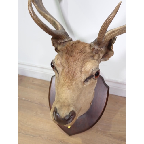 72 - A taxidermy neck mounted Fallow Buck on shield