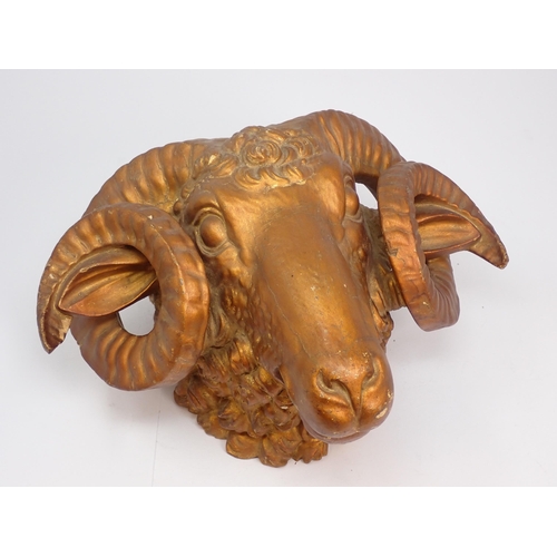 666 - A gilded carved wooden Ram's Head, 9in