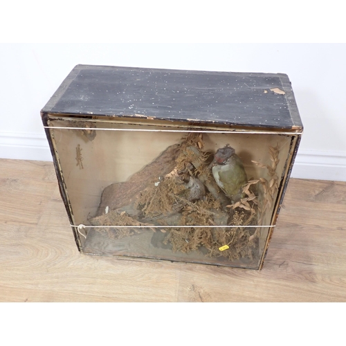 27 - An antique ebonised and glazed taxidermy Case displaying adult and juvenile Green Woodpeckers A/F 1f... 