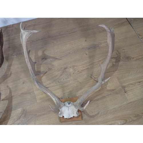 303 - Three sets of Fallow Buck Antlers