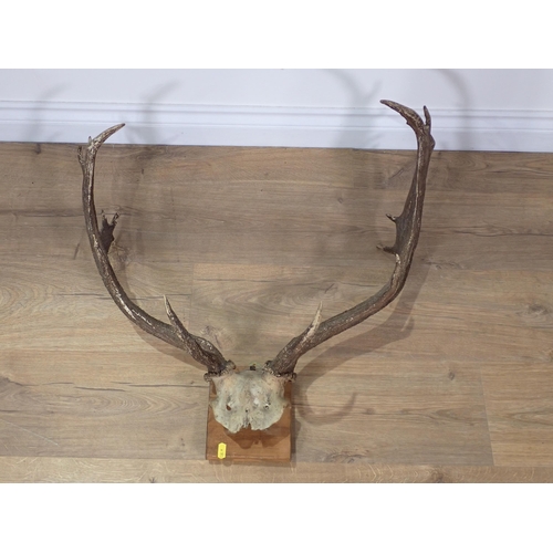 303 - Three sets of Fallow Buck Antlers