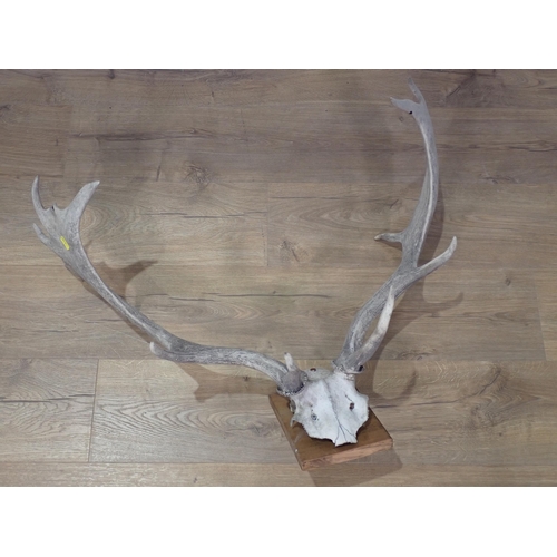 303 - Three sets of Fallow Buck Antlers