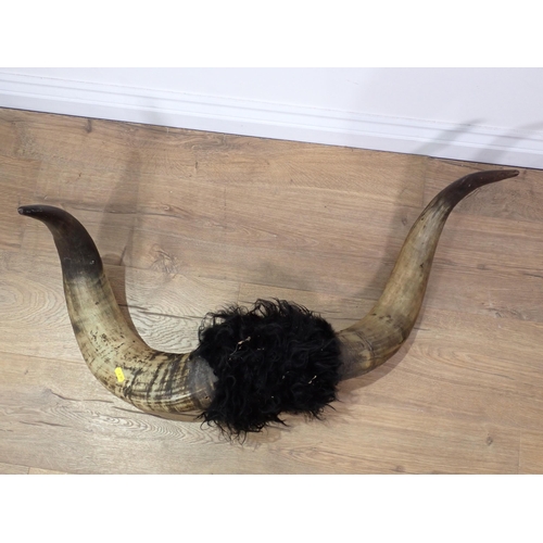 33 - A pair of Buffalo Horns and a pair of Red Hartebeest Horns