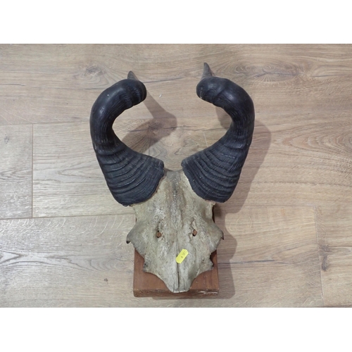 33 - A pair of Buffalo Horns and a pair of Red Hartebeest Horns