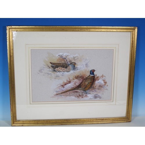 412 - IAN BOWLES. 'A Cock Pheasant and Resting Partridge', signed, watercolour heightened with white, 12 x... 