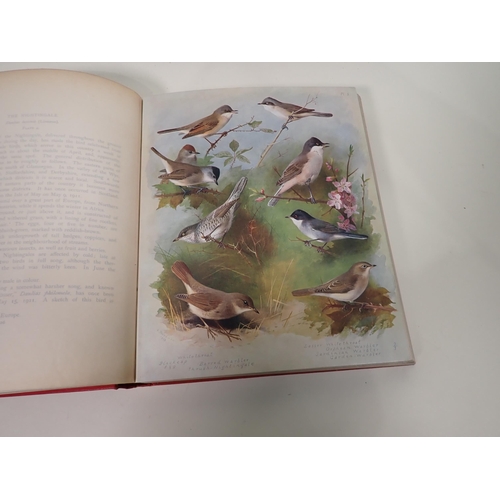 41 - THORBURN A. FZs, British Birds, illustrated in colour, in four volumes, 2nd edition, pub Longmans Gr... 