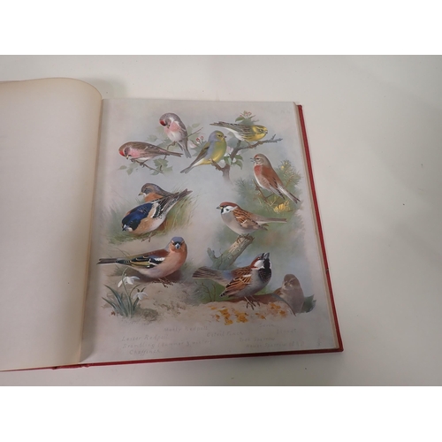 41 - THORBURN A. FZs, British Birds, illustrated in colour, in four volumes, 2nd edition, pub Longmans Gr... 