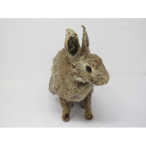 543 - A taxidermy specimen of a Rabbit