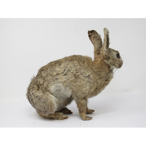 543 - A taxidermy specimen of a Rabbit