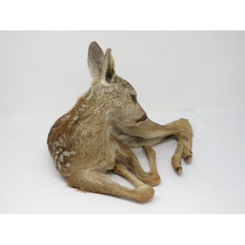 544 - A taxidermy specimen of a Fallow Deer Fawn