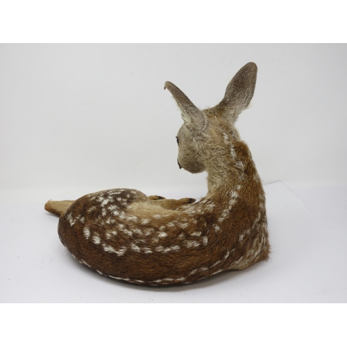 544 - A taxidermy specimen of a Fallow Deer Fawn