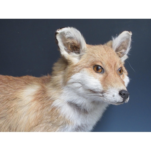 545 - A taxidermy specimen of a Fox