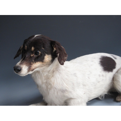 546 - A taxidermy specimen of a black and white mongrel Dog 2ft 1in L