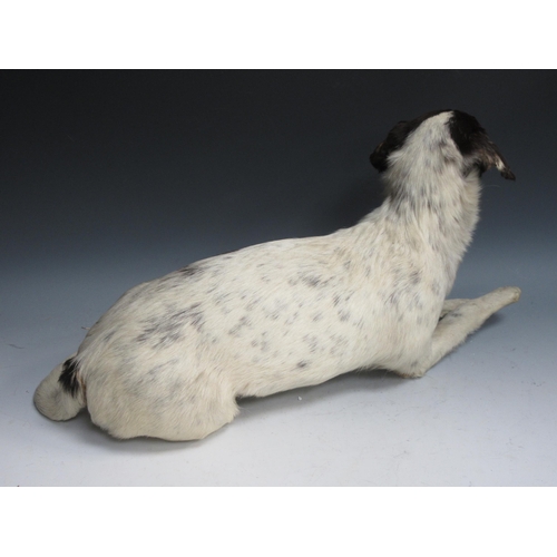 546 - A taxidermy specimen of a black and white mongrel Dog 2ft 1in L