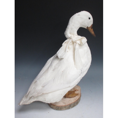 547 - A taxidermy domestic Duck 18in H