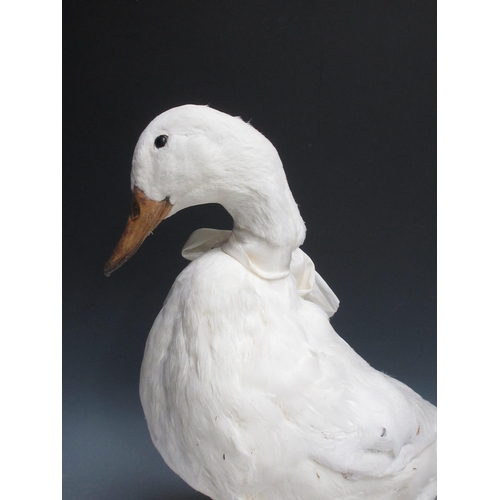 547 - A taxidermy domestic Duck 18in H