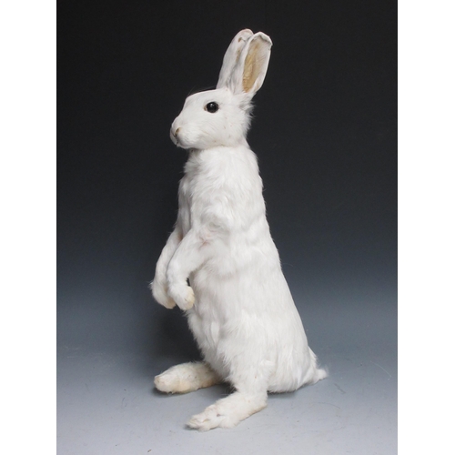 548 - A taxidermy white Rabbit 18in