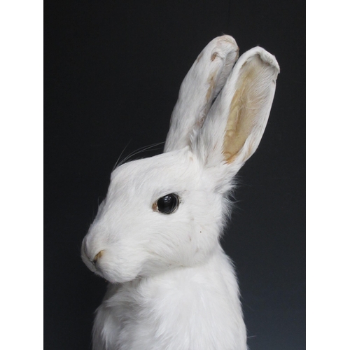 548 - A taxidermy white Rabbit 18in