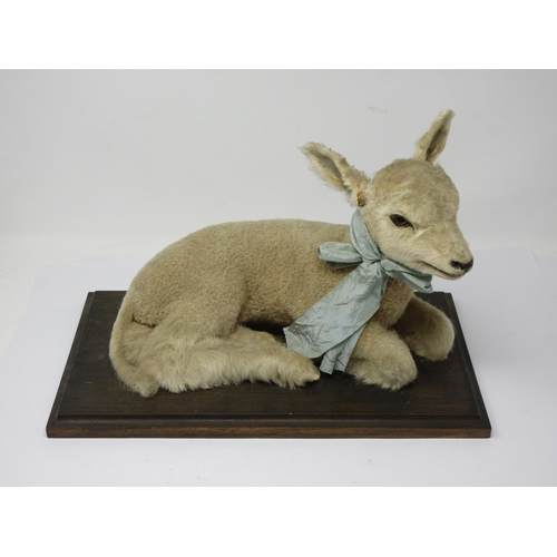 549 - A taxidermy reclining Lamb on wooden base 15 1/2in L