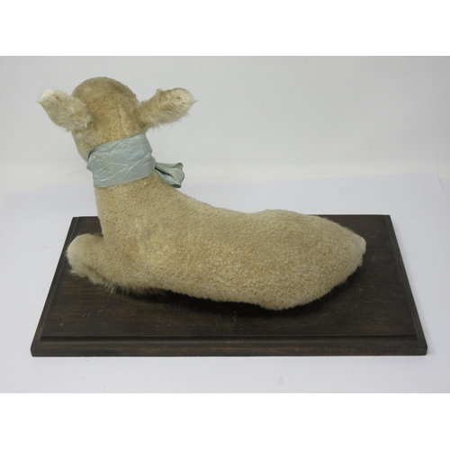 549 - A taxidermy reclining Lamb on wooden base 15 1/2in L