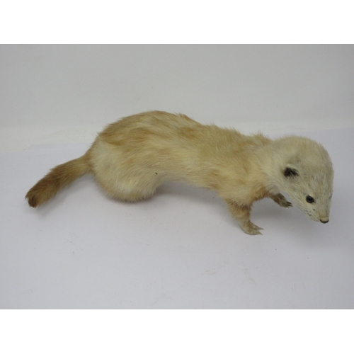 551 - A taxidermy Ferret