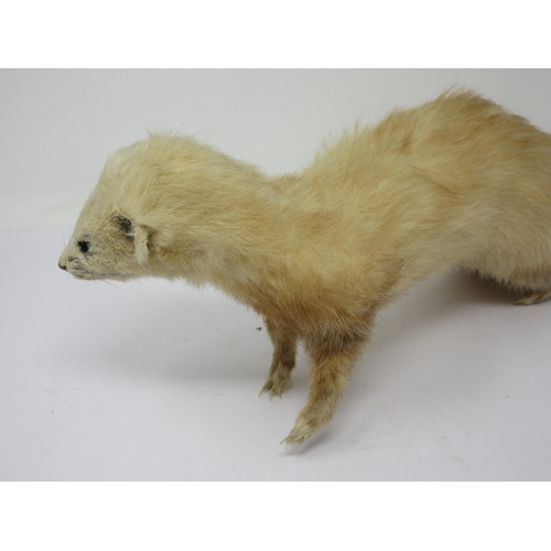 551 - A taxidermy Ferret