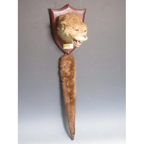 552 - A taxidermy Otter Mask and Rudder on oak shield by Peter Spicer & Sons, bearing plaque C.O.H. Bradif... 