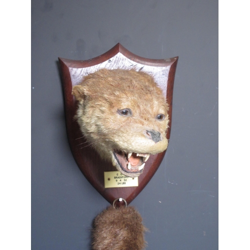 552 - A taxidermy Otter Mask and Rudder on oak shield by Peter Spicer & Sons, bearing plaque C.O.H. Bradif... 