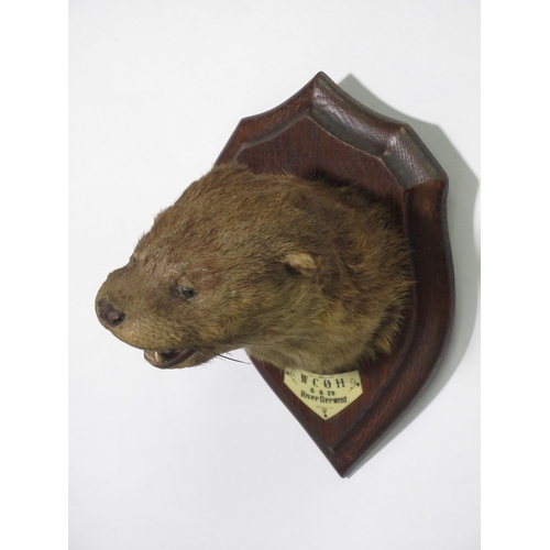 553 - A taxidermy Otter Mask by H. Murray & Son, bearing paper label to rear and label reading W.C.O.H. 6-... 