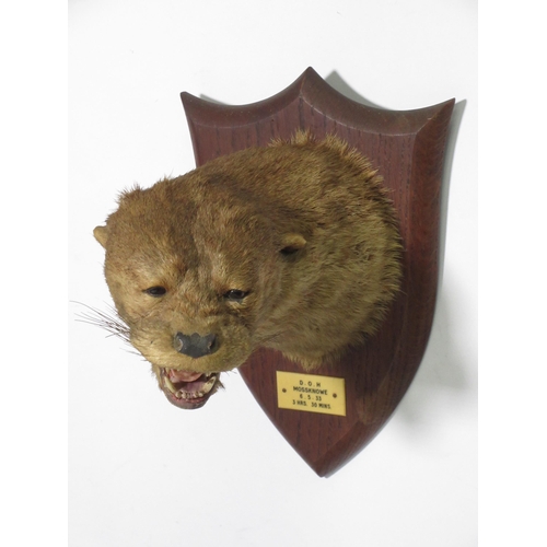 555 - A taxidermy Otter Mask on oak shield by Peter Spicer & Sons, bearing plaque D.O.H. Mossknowe, 6-5-33... 