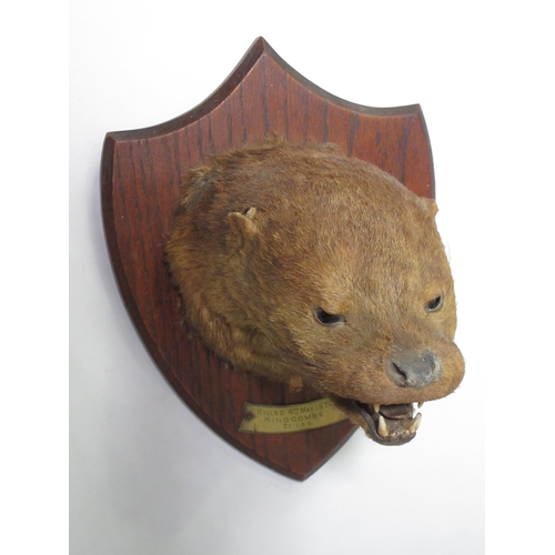 556 - A taxidermy Otter Mask on oak shield, bearing brass plaque engraved 'Killed 6th May 1922, Kingcombe,... 