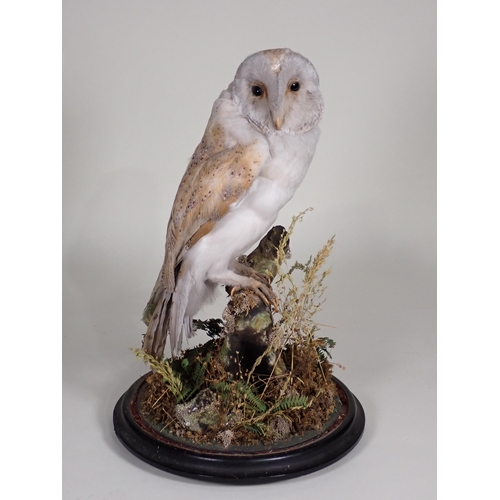 559 - An antique taxidermy Barn Owl upon natural branch perch under glass dome on circular ebonised base w... 