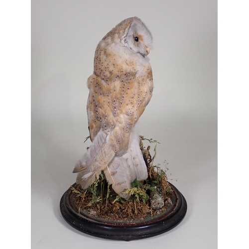 559 - An antique taxidermy Barn Owl upon natural branch perch under glass dome on circular ebonised base w... 