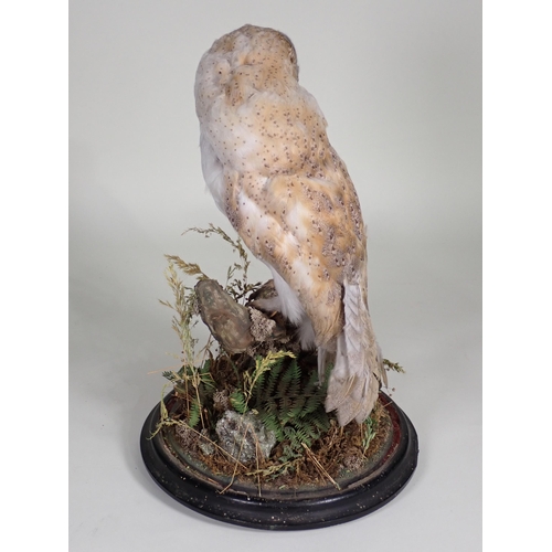 559 - An antique taxidermy Barn Owl upon natural branch perch under glass dome on circular ebonised base w... 