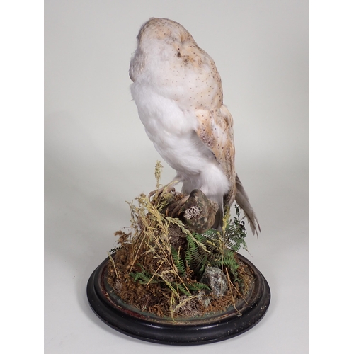 559 - An antique taxidermy Barn Owl upon natural branch perch under glass dome on circular ebonised base w... 