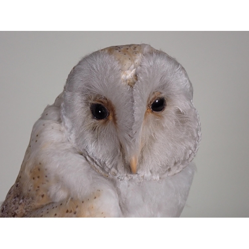 559 - An antique taxidermy Barn Owl upon natural branch perch under glass dome on circular ebonised base w... 