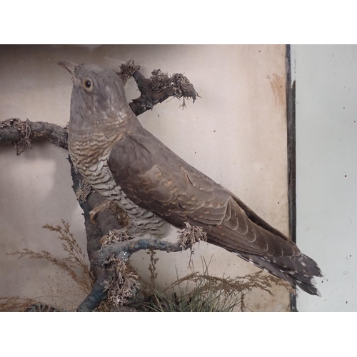 560 - An antique ebonised and glazed taxidermy Case displaying a Cuckoo perched on a branch 1ft 2 1/2in W ... 