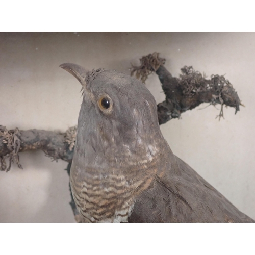 560 - An antique ebonised and glazed taxidermy Case displaying a Cuckoo perched on a branch 1ft 2 1/2in W ... 