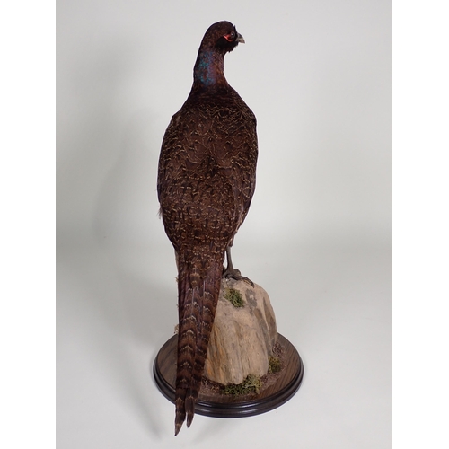 563 - A taxidermy specimen of a hen melanistic Pheasant on circular oak base by John Burton 1ft 7 1/2in H