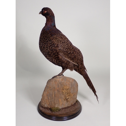 563 - A taxidermy specimen of a hen melanistic Pheasant on circular oak base by John Burton 1ft 7 1/2in H