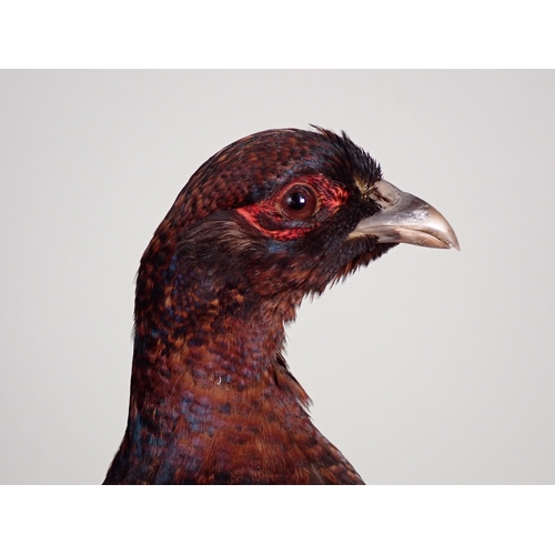 563 - A taxidermy specimen of a hen melanistic Pheasant on circular oak base by John Burton 1ft 7 1/2in H