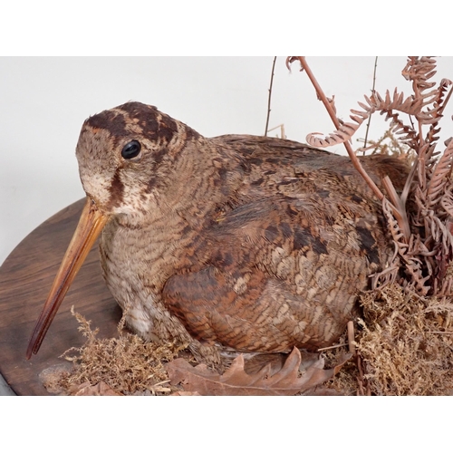 564 - A taxidermy specimen of a Woodcock lying down on circular oak base by John Burton