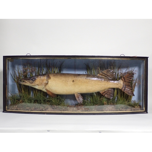 565 - An antique ebonised and glazed bow fronted taxidermy Case by J. Cooper & Sons displaying a mounted P... 