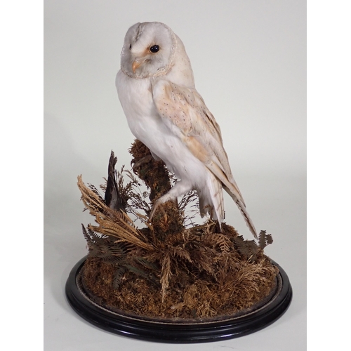 566 - An antique taxidermy specimen of a Barn Owl with Jay wing under a large glass dome on ebonised circu... 