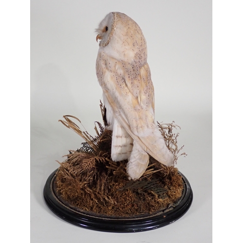 566 - An antique taxidermy specimen of a Barn Owl with Jay wing under a large glass dome on ebonised circu... 