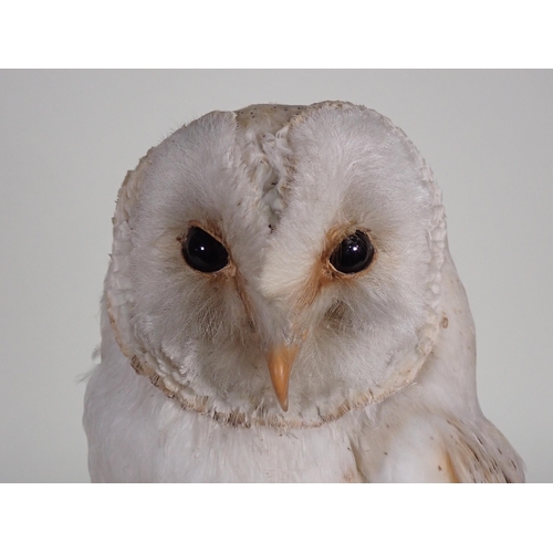 566 - An antique taxidermy specimen of a Barn Owl with Jay wing under a large glass dome on ebonised circu... 